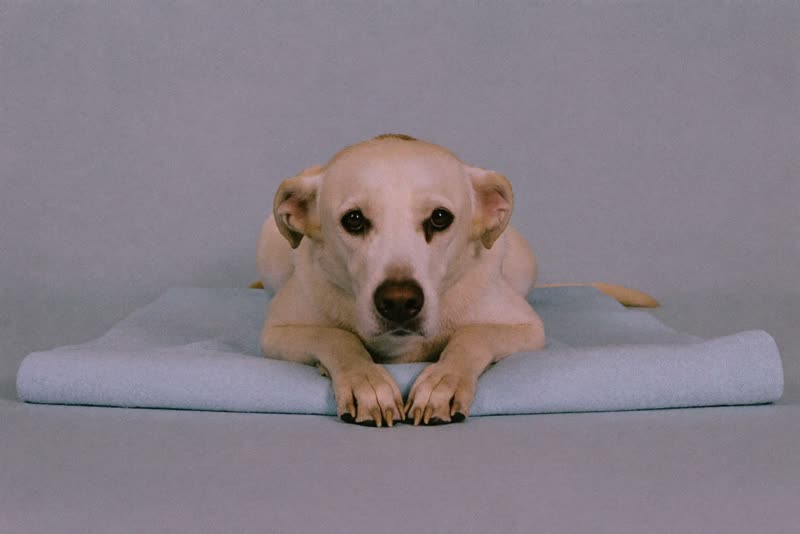 A calm older dog resting on a towel