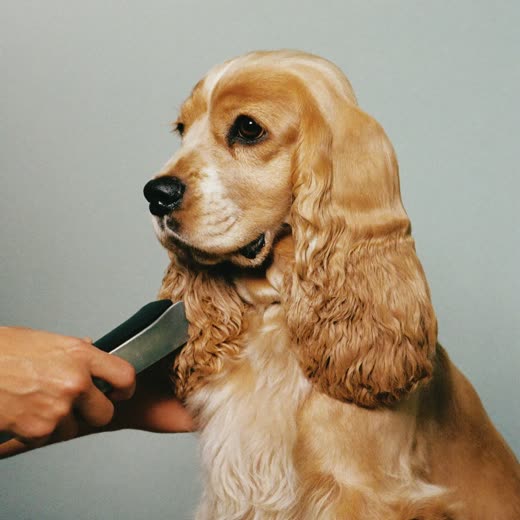A spaniel having its coat clipped