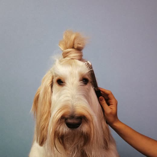 A long-coated dog being brushed out